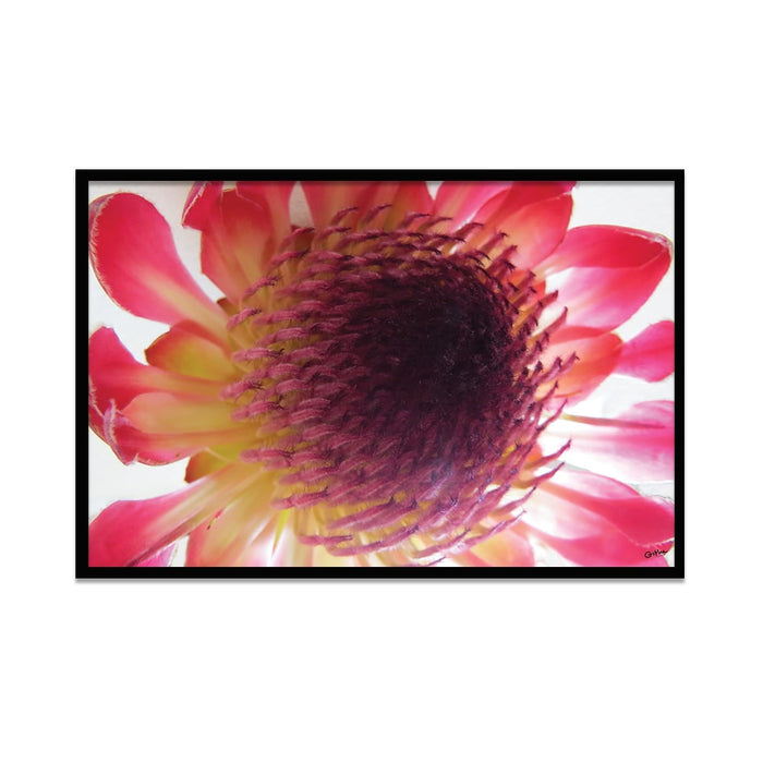 Composite Framed Canvas 50x75 Close-up Pink Protea 2