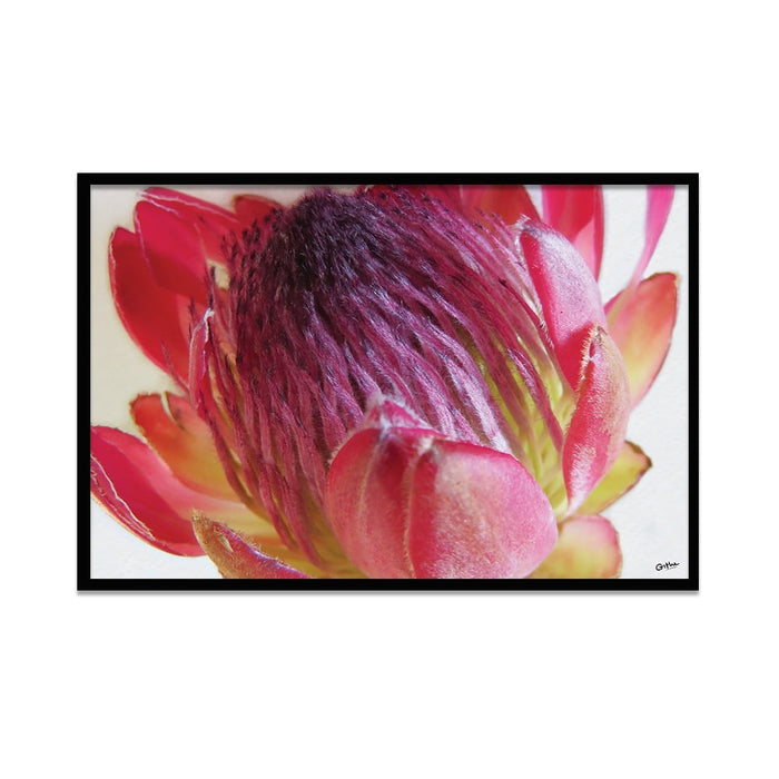 Composite Framed Canvas 50x75 Close-up Pink Protea 3