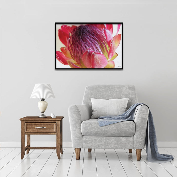 Composite Framed Canvas 50x75 Close-up Pink Protea 3