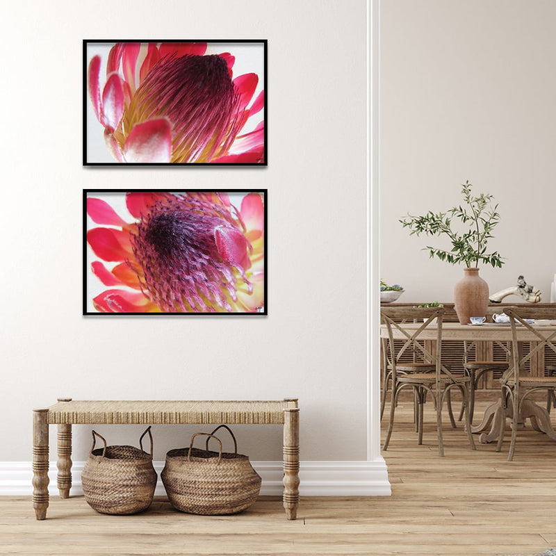 Composite Framed Canvas 50x75 Close-up Pink Protea 4