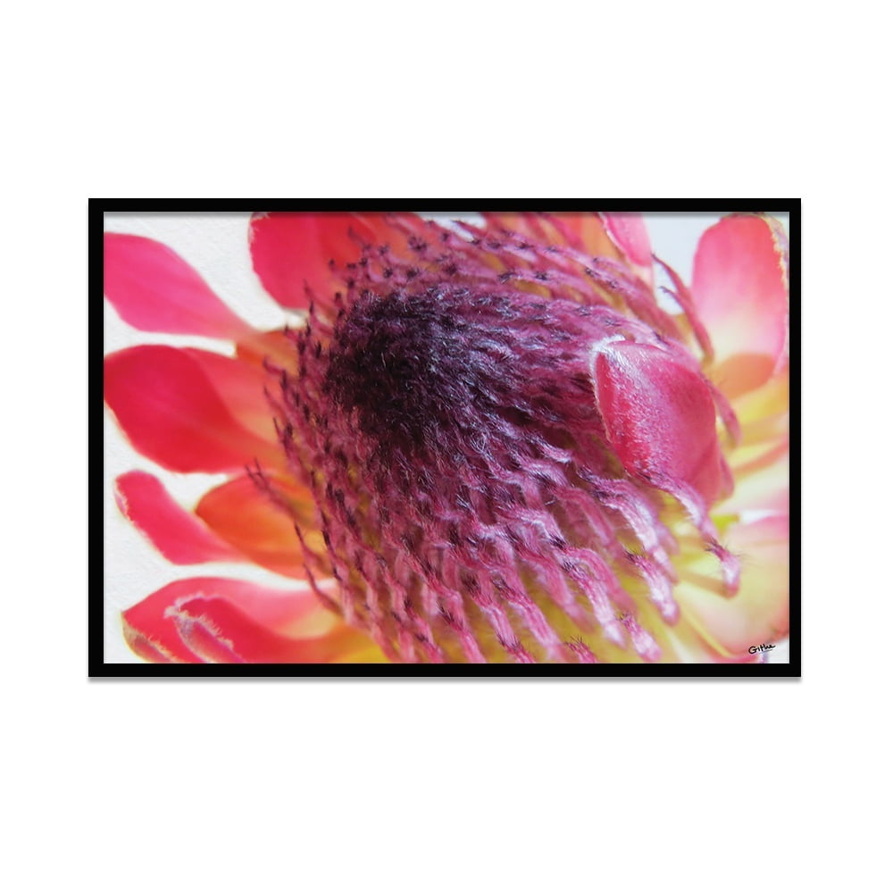 Composite Framed Canvas 50x75 Close-up Pink Protea 4