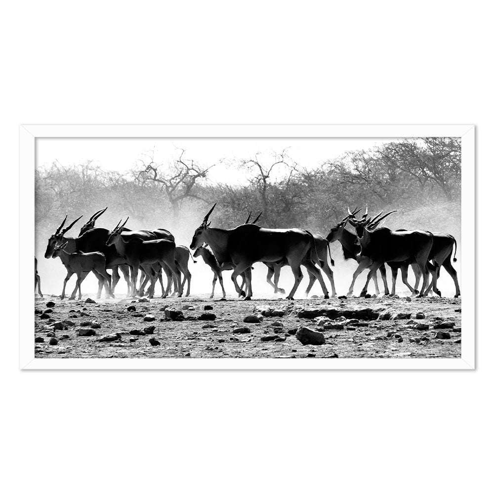 ELAND HERD
