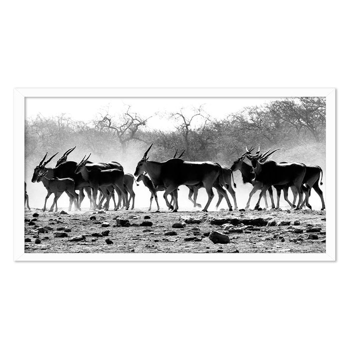 ELAND HERD