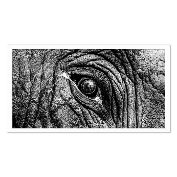 ELEPHANT EYE