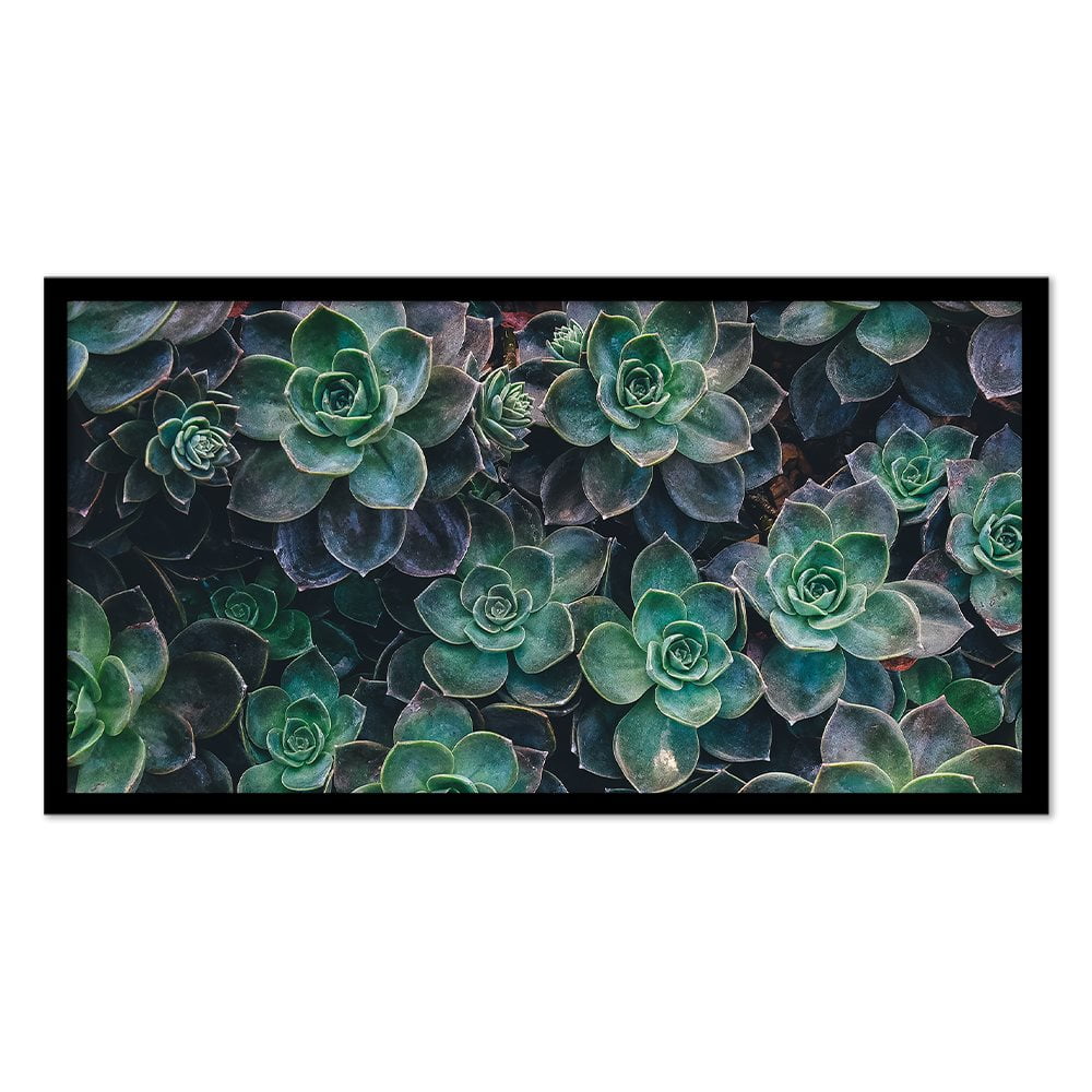 SUCCULENT CLOSEUP