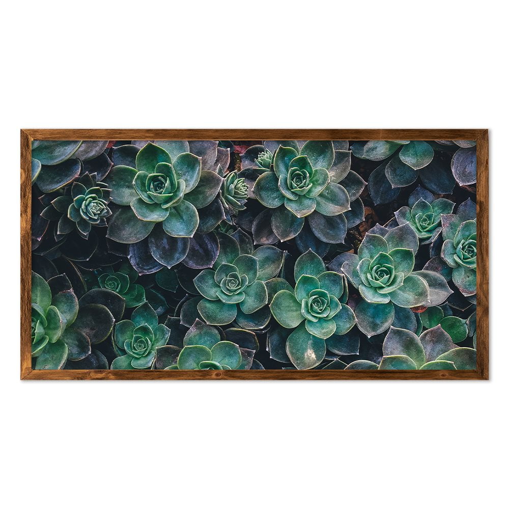SUCCULENT CLOSEUP