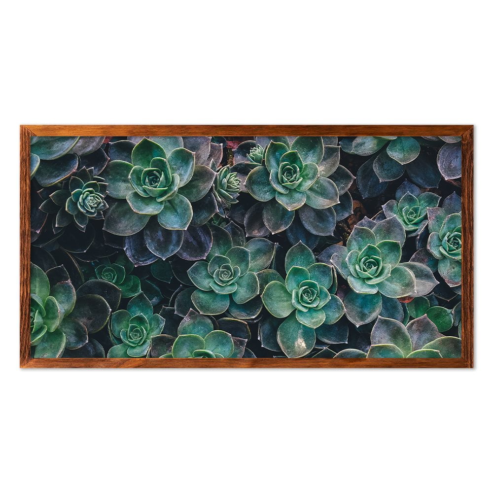 SUCCULENT CLOSEUP