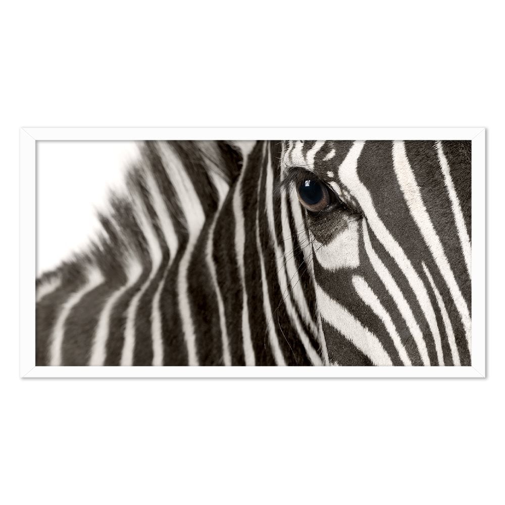ZEBRA EYE