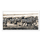 ZEBRA & WILDEBEEST