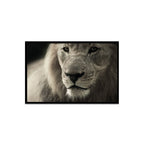 Composite Framed Canvas 80x100 Lion
