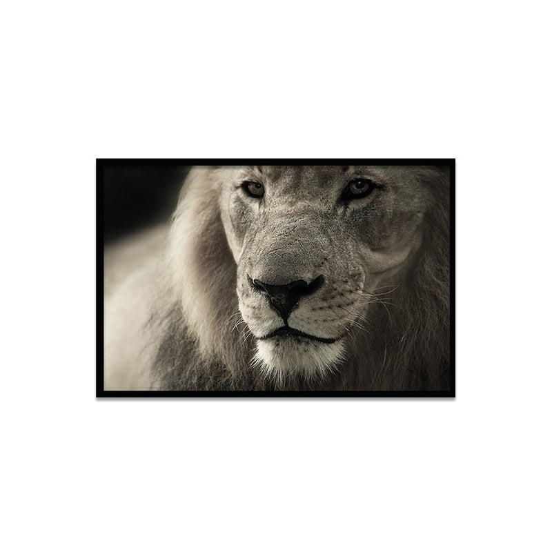 Composite Framed Canvas 80x100 Lion