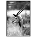 Composite Framed Canvas 80x100 SPRINGBOK
