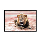 Composite Framed Canvas 80x100 Black maned Lion
