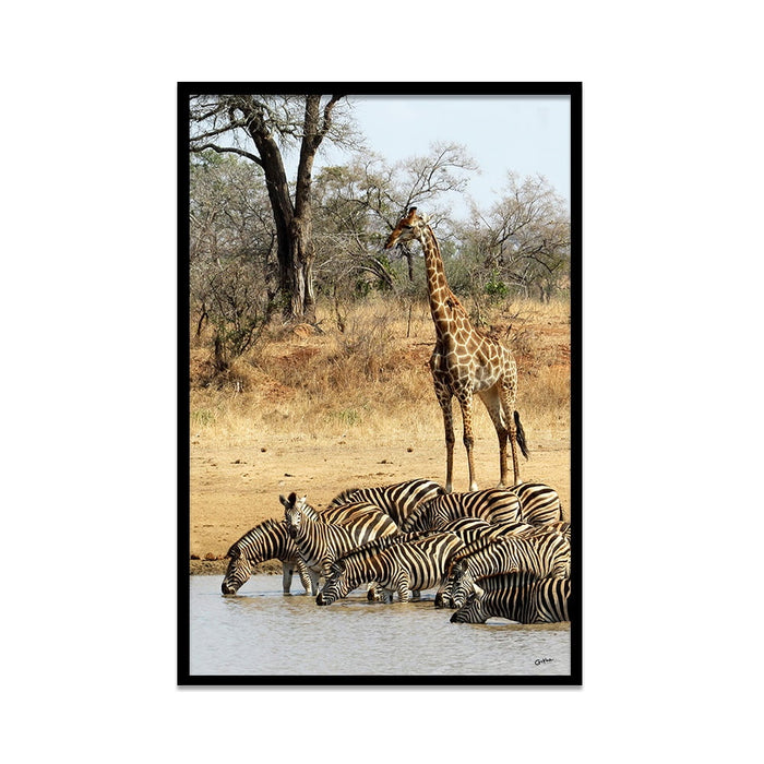 Composite Framed Canvas 80x100 Zebra and Giraffe