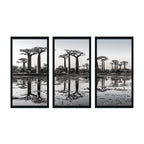 BAOBAB TREE 3 PIECE COMPOSITE FRAMED CANVAS COLLAGES