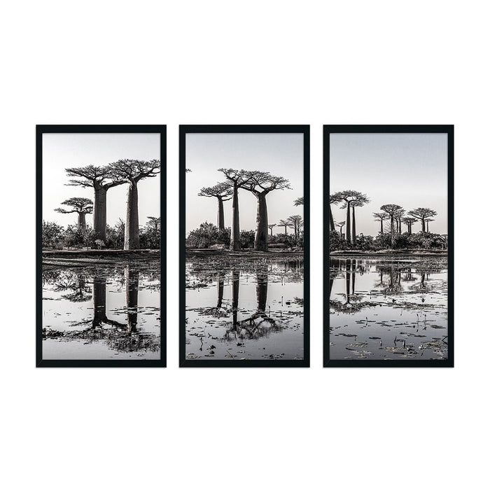 BAOBAB TREE 3 PIECE COMPOSITE FRAMED CANVAS COLLAGES