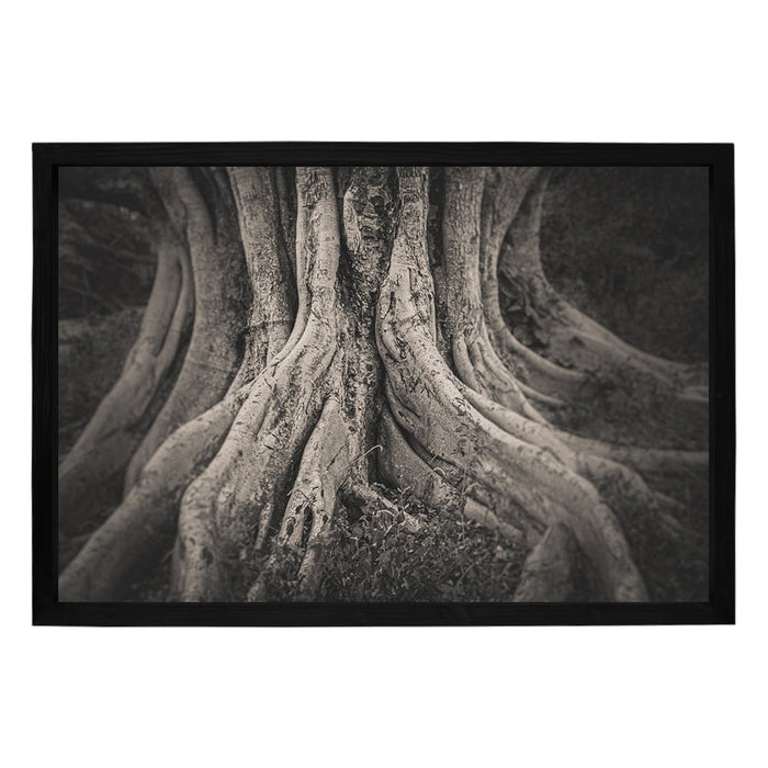 Composite Framed Canvas 100x150 MISTY FIG TREE ROOTS