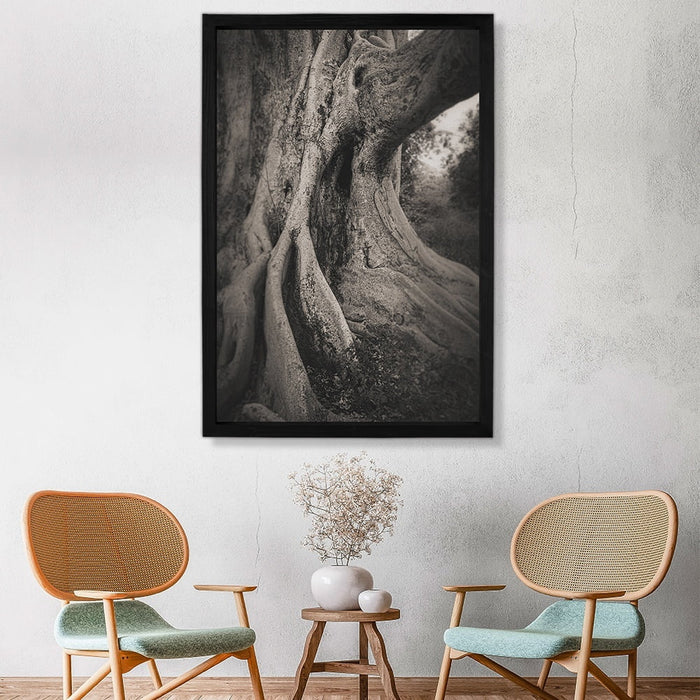 Composite Framed Canvas 100x150 MISTY FIG TREE TRUNK