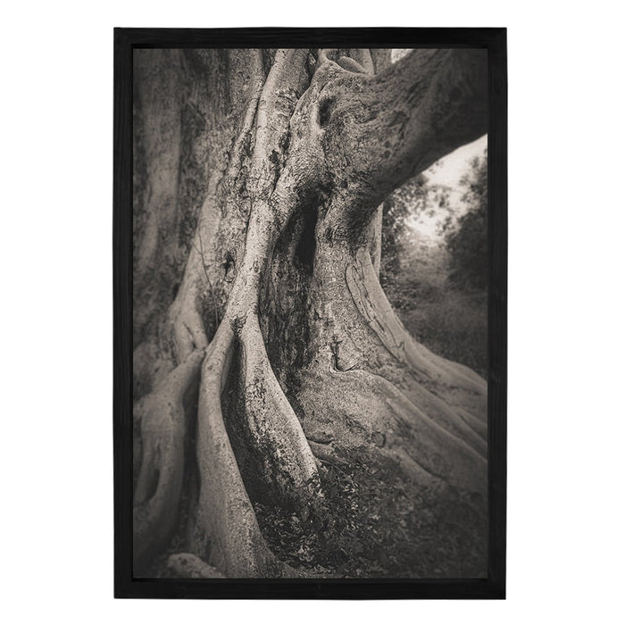 Composite Framed Canvas 100x150 MISTY FIG TREE TRUNK