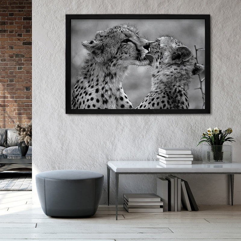 Composite Framed Canvas 100x150 CHEETAHS IN BLACK & WHITE