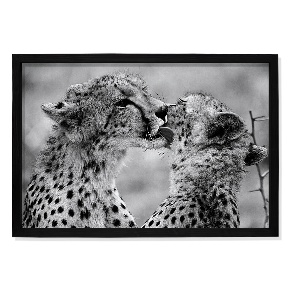Composite Framed Canvas 100x150 CHEETAHS IN BLACK & WHITE