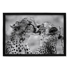 Composite Framed Canvas 100x150 CHEETAHS IN BLACK & WHITE