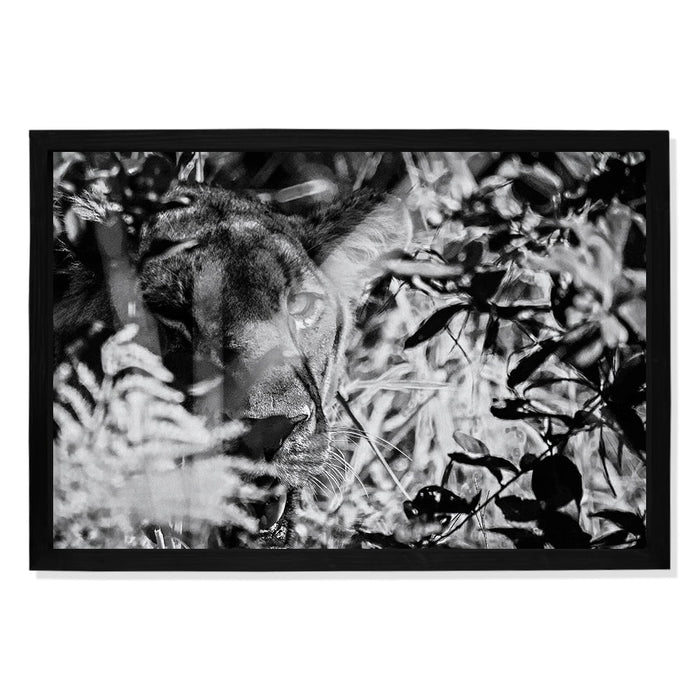 Composite Framed Canvas 100x150 LIONESS BLACK & WHITE