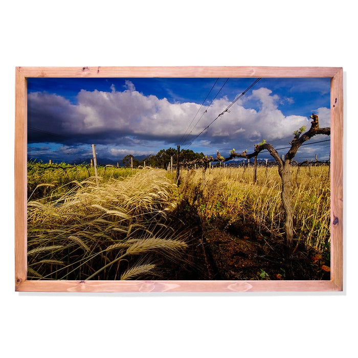 Composite Framed Canvas 100x150 WINE VINES