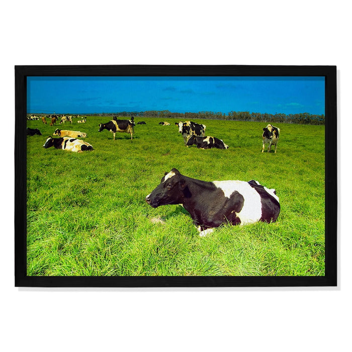 Composite Framed Canvas 100x150 COW IN FIELD