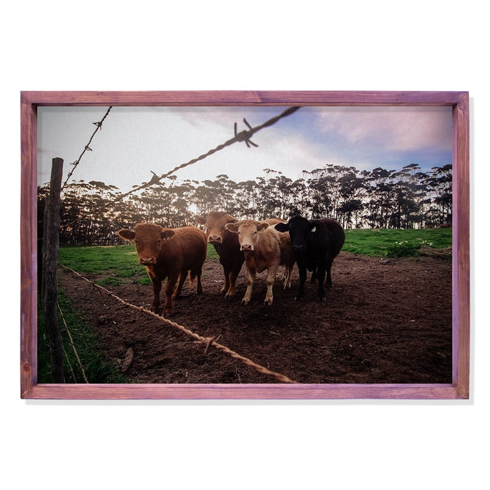 Composite Framed Canvas 100x150 COWS FENCE