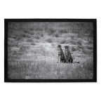 Composite Framed Canvas 100x150 CHEETAHS IN BLACK & WHITE