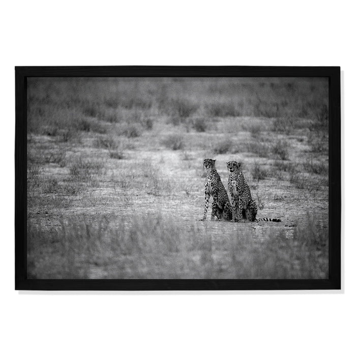 Composite Framed Canvas 100x150 CHEETAHS IN BLACK & WHITE