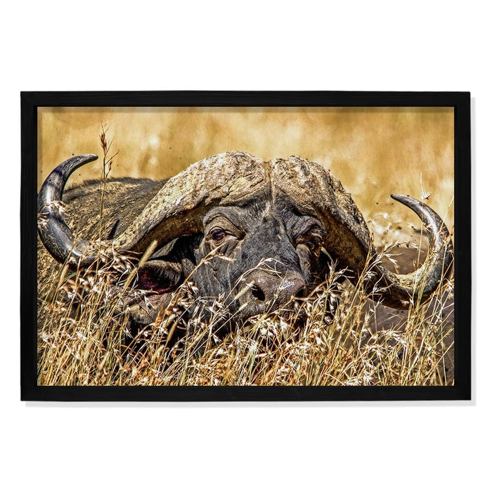 Composite Framed Canvas 100x150 BUFFALO