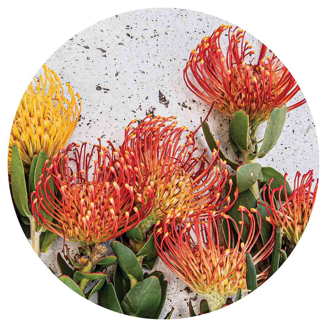 FLORAL ORANGE PIN CUSHIONS ON WHITE ROUND COFFEE TABLE