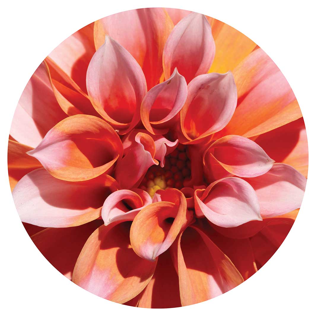 FLORAL PINK DAHLIA ROUND COFFEE TABLE