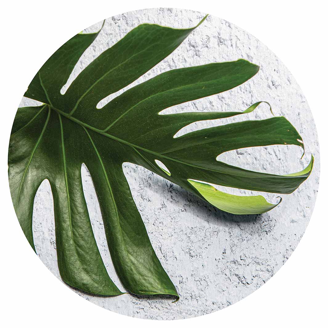 LEAVES GREEN MONSTERA LEAF ROUND COFFEE TABLE