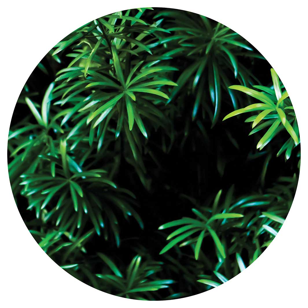 LEAVES GREEN TREE ROUND COFFEE TABLE