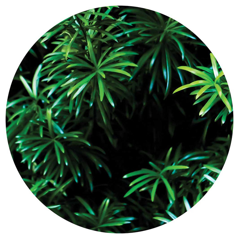 LEAVES GREEN TREE ROUND COFFEE TABLE