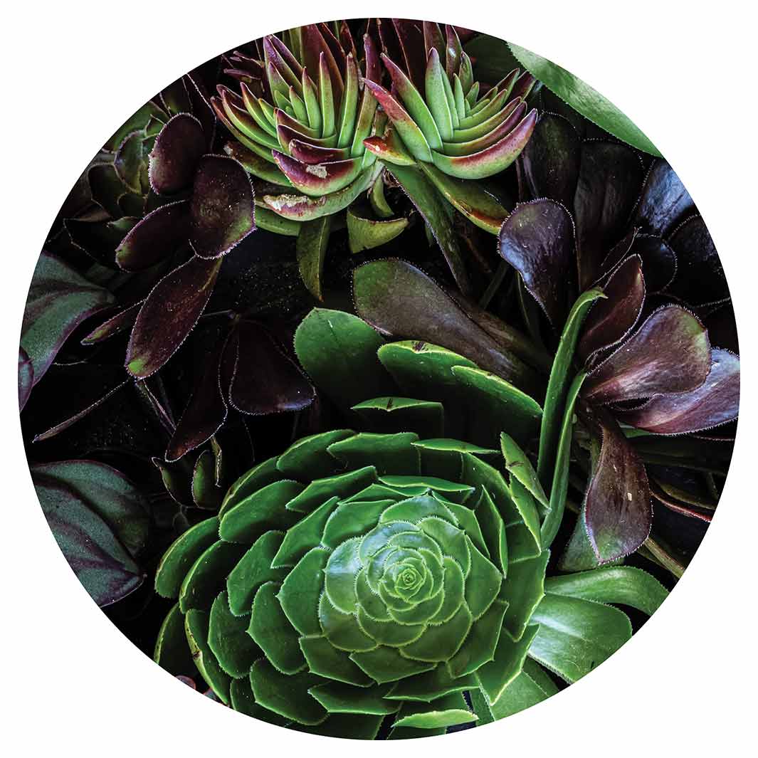 NATURAL GREEN AND PURPLE ALOE GARDEN ROUND COFFEE TABLE