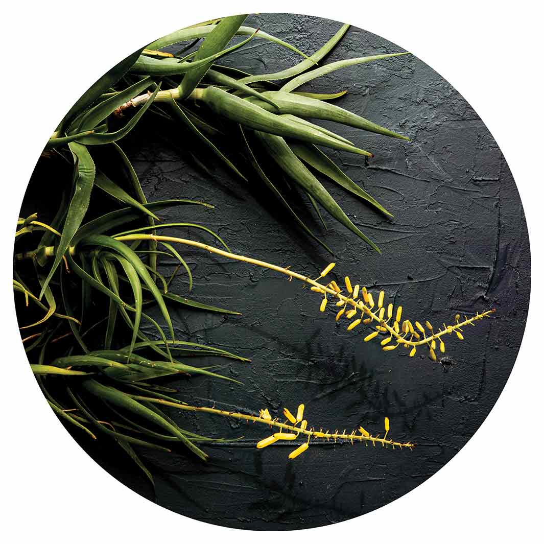 NATURAL YELLOW BLOSSOMS ALOE BUSH ON GREY ROUND COFFEE TABLE