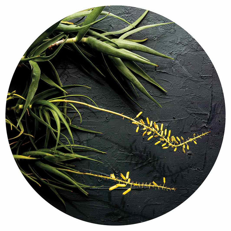 NATURAL YELLOW BLOSSOMS ALOE BUSH ON GREY ROUND COFFEE TABLE