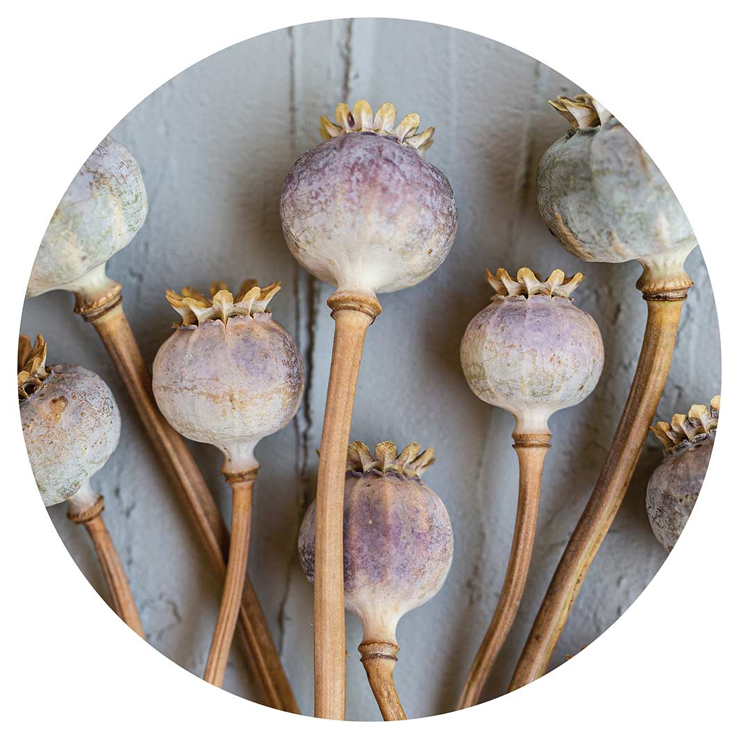 NATURAL PURPLE GIANT POPPY SEEDS ON GREY ROUND COFFEE TABLE