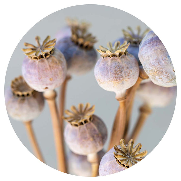 NATURAL PURPLE GIANT POPPY SEED BUNCH ON GREY ROUND COFFEE TABLE