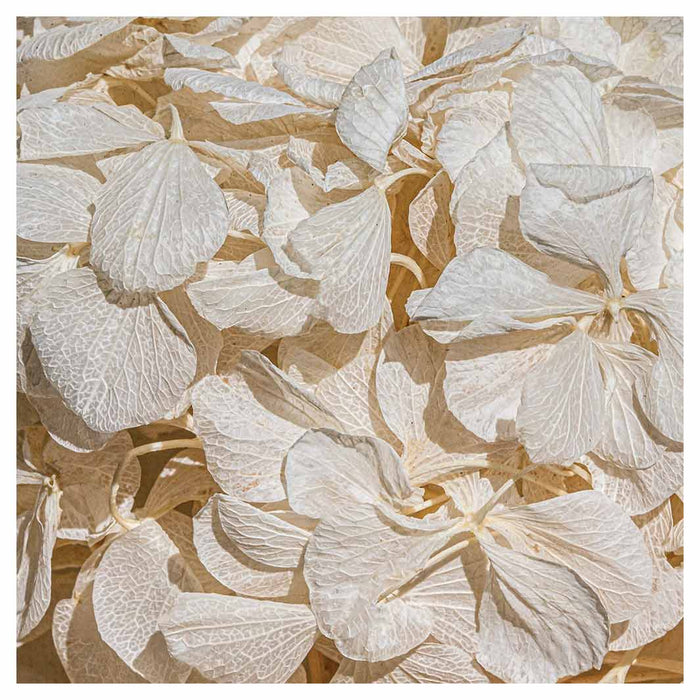 FLORAL CREAM BLEACHED HYDRANGEA LEAVES SQUARE COFFEE TABLE