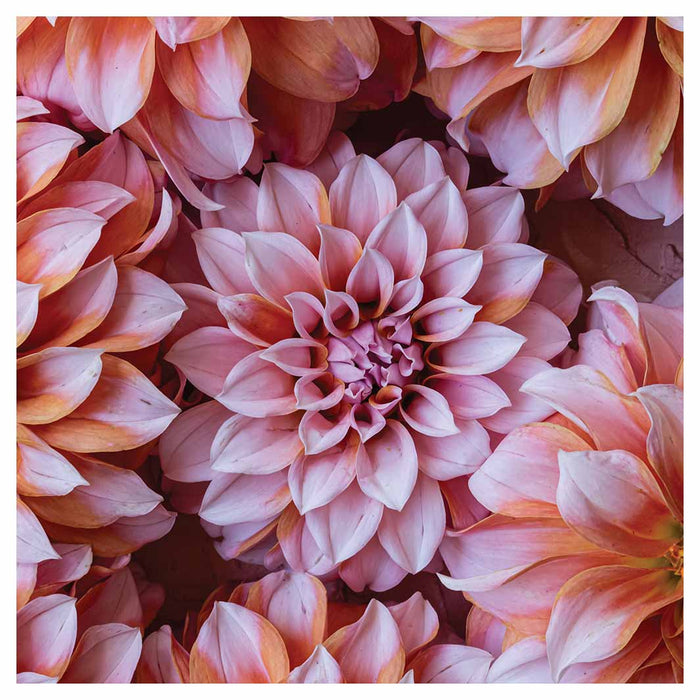 FLORAL PINK AND ORANGE DAHLIA FLOWERS SQUARE COFFEE TABLE