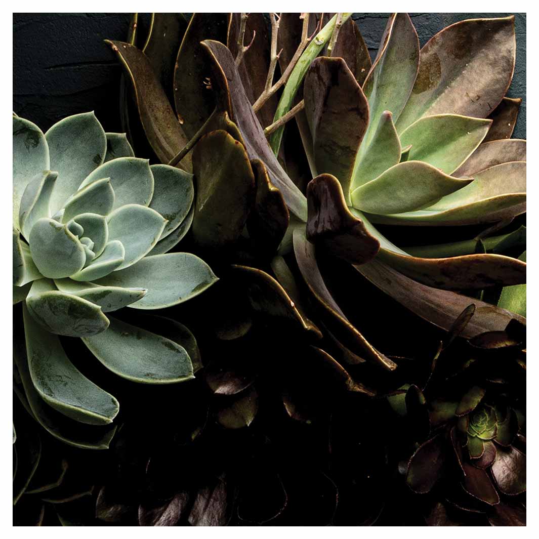 NATURAL GREEN ALOE BUSH WITH LEAVES SQUARE COFFEE TABLE