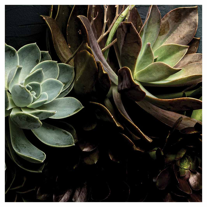 NATURAL GREEN ALOE BUSH WITH LEAVES SQUARE COFFEE TABLE