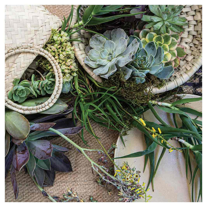 NATURAL GREEN ALOE BOUQUET IN BASKET ON HESSIAN SQUARE COFFEE TABLE