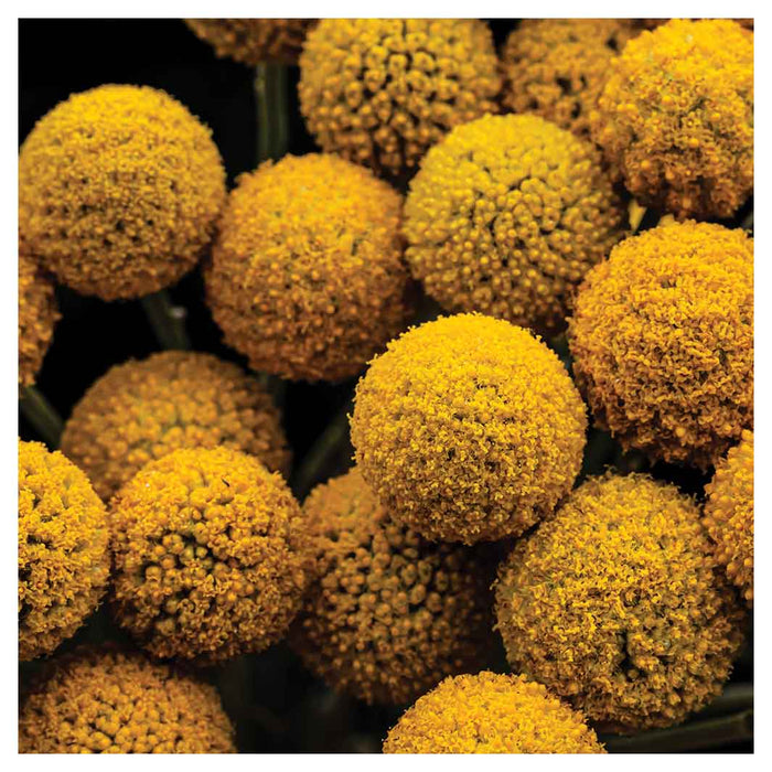 NATURAL YELLOW CRASPEDIA BILLY BUTTON BALLS SQUARE COFFEE TABLE