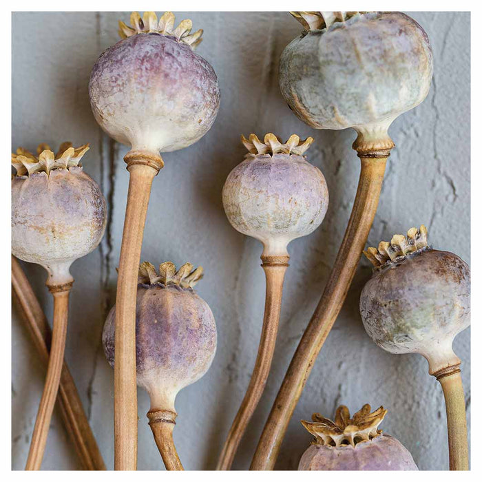 NATURAL PURPLE GIANT POPPY SEEDS ON GREY SQUARE COFFEE TABLE